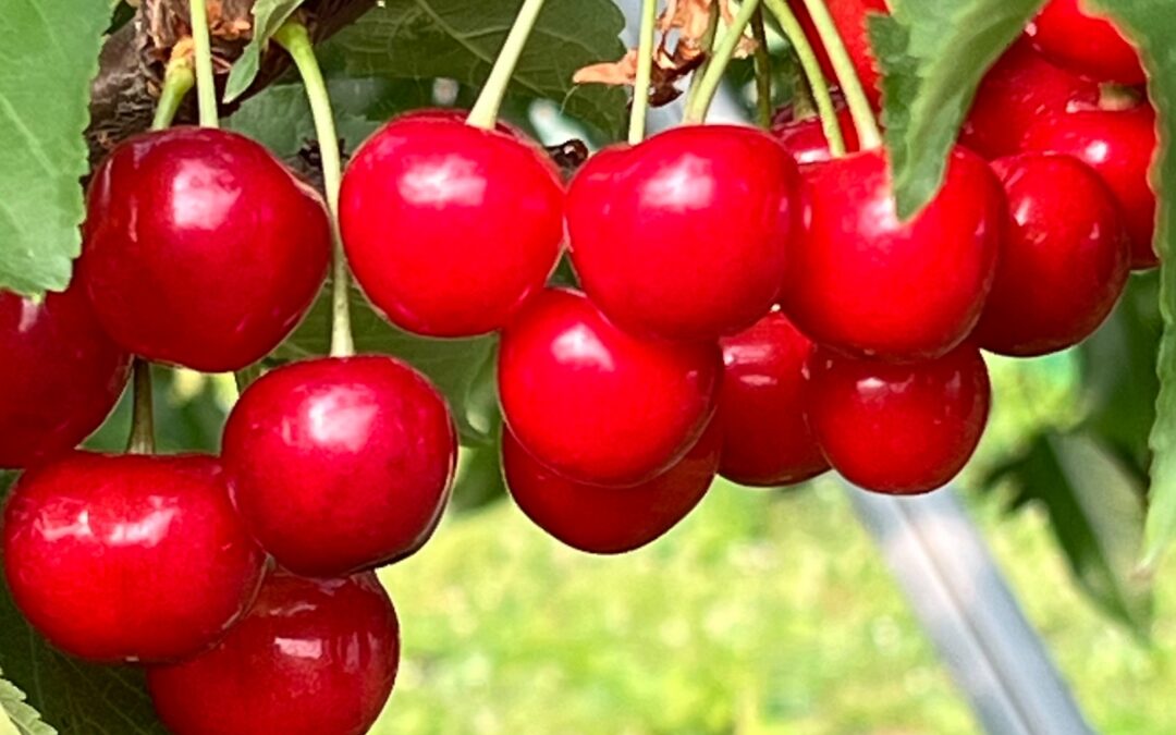 ご贈答用さくらんぼのご予約受付スタート！