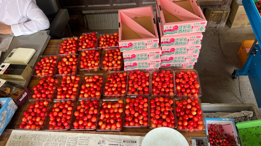 今シーズンの🍒さくらんぼ狩り終了しました