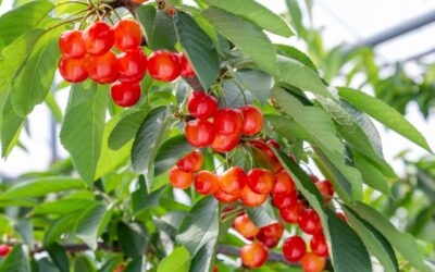 2026年さくらんぼ狩りのご予約サイト開始いたしました🍒🍒🍒