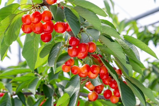 2026年さくらんぼ狩りのご予約サイト開始いたしました🍒🍒🍒