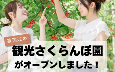 寒河江の観光さくらんぼ園がオープンしました!