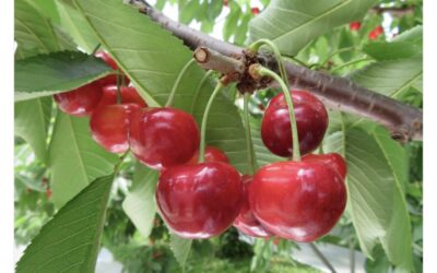 🍒御贈答さくらんぼ🍒